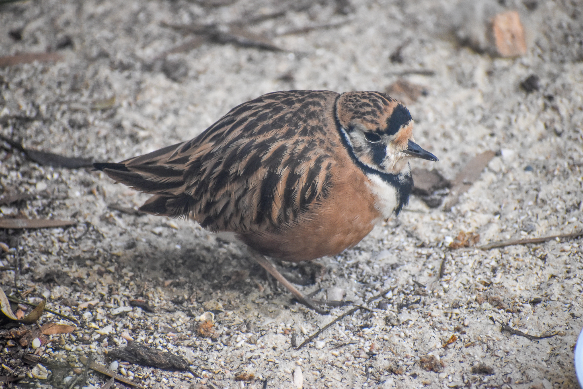 Inland Dotterel