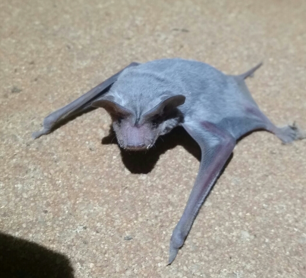 Inland Freetail Bat