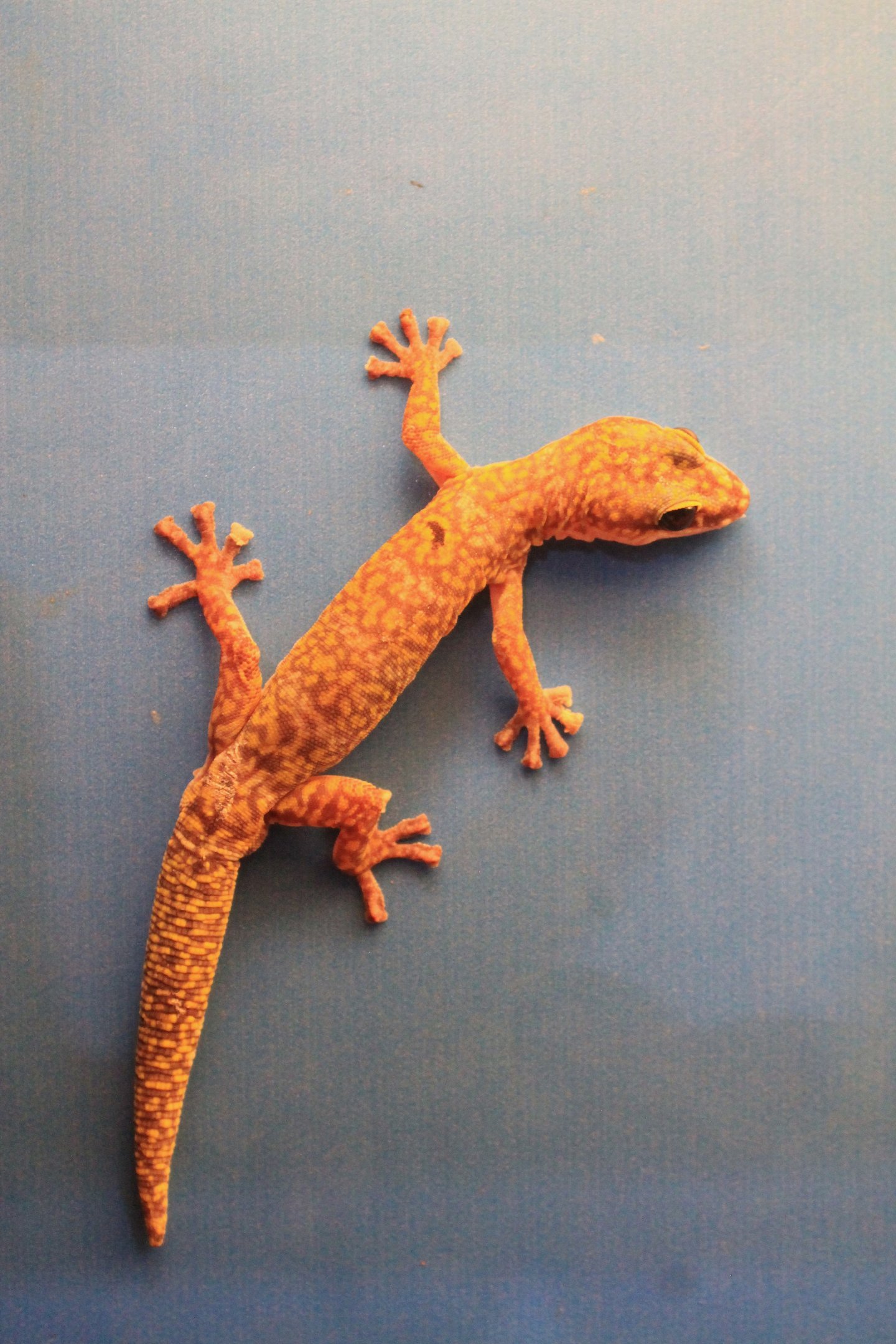 Inland Marbled Velvet Gecko (Oedura cincta)