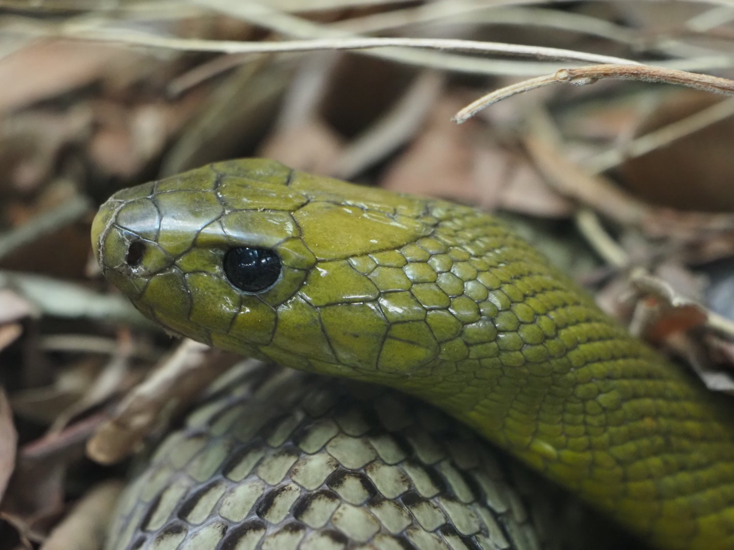 Inland Taipan 1