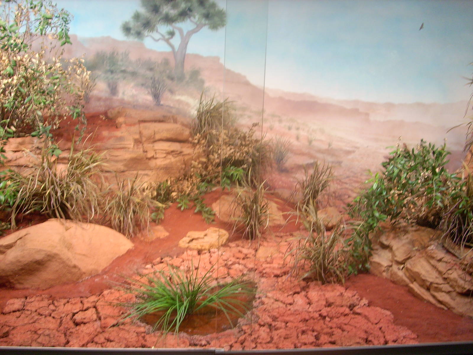 Inland Taipan aquarium