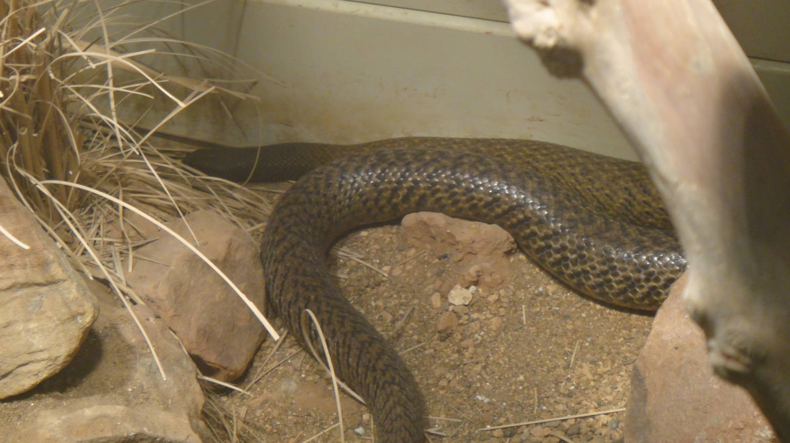 Inland Taipan at Dallas zoo 2015-03-12