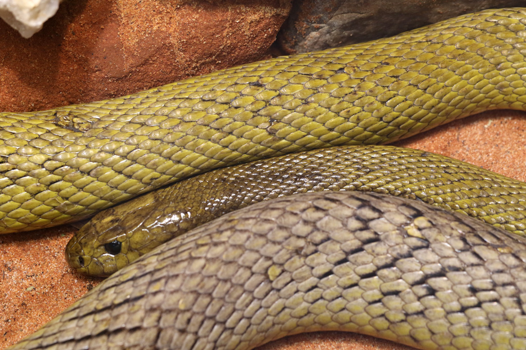 Inland Taipan at Skansen-Akvariet 30th August 2016