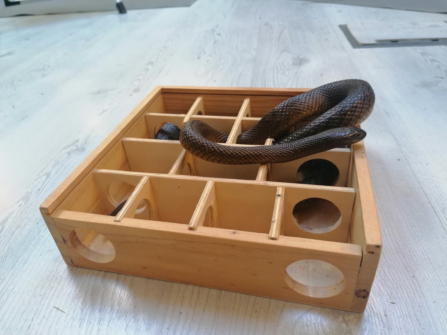 Inland taipan behavioral enrichment