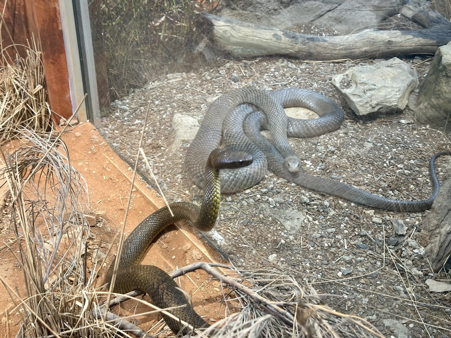 Inland taipan/Eastern brown snake