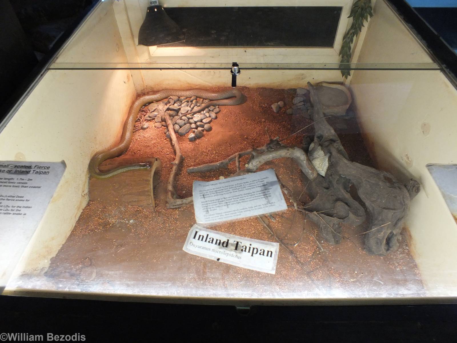 Inland Taipan Enclosure