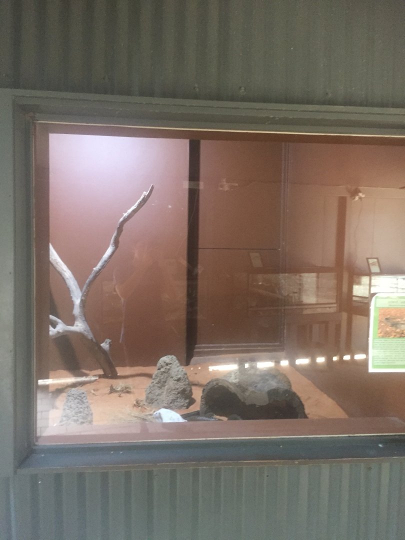 Inland Taipan Enclosure