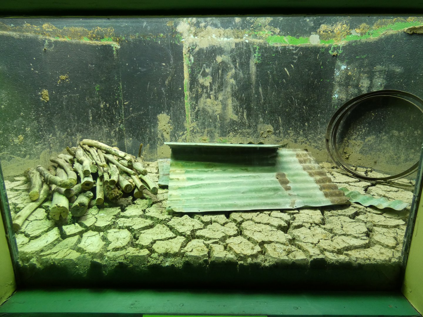 Inland taipan enclosure