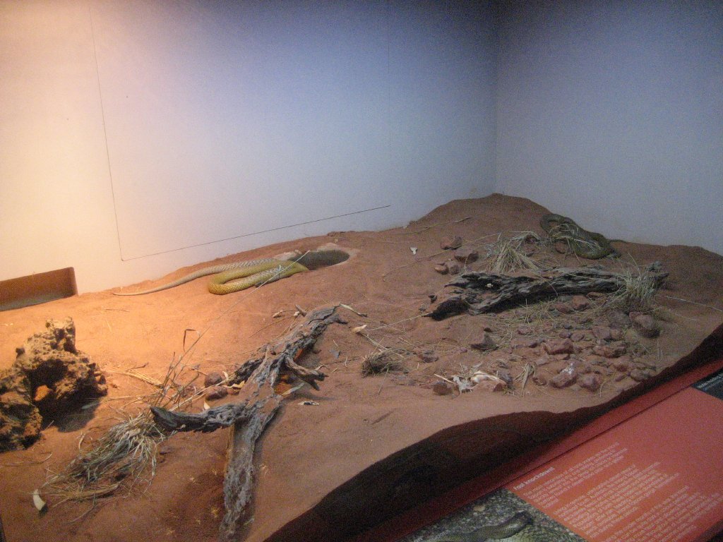 Inland Taipan exhibit