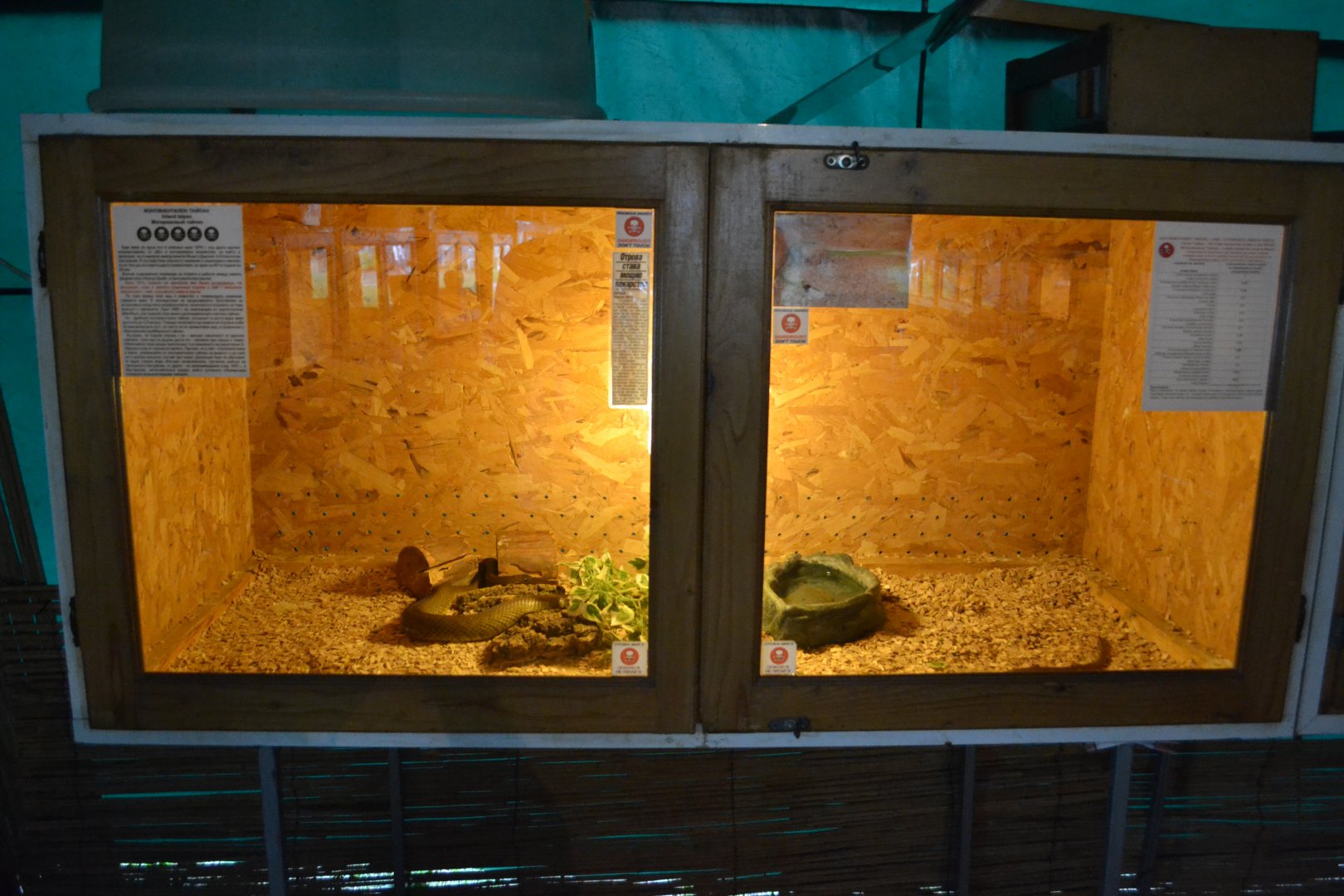 Inland taipan exhibit