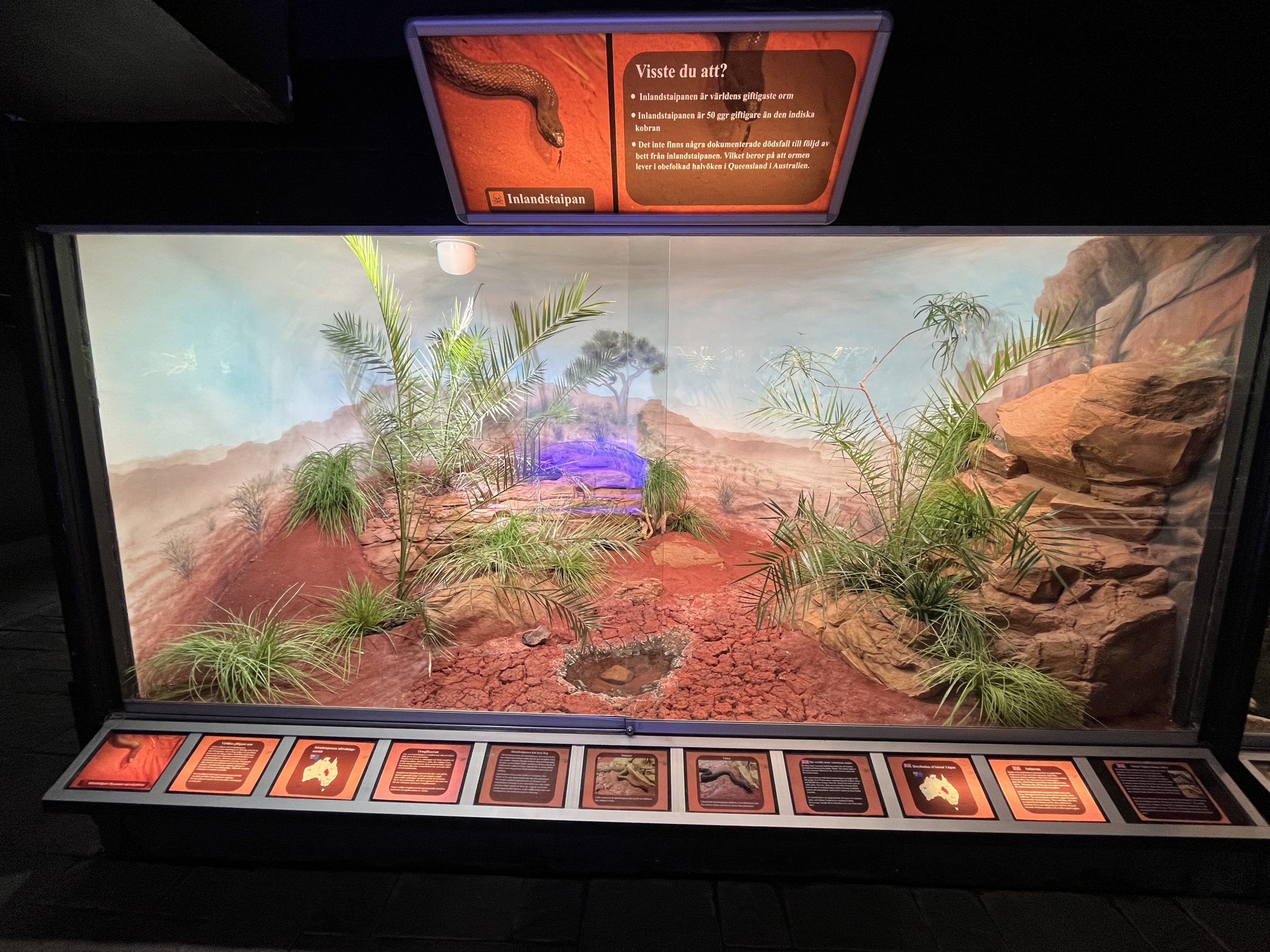 Inland Taipan Exhibit