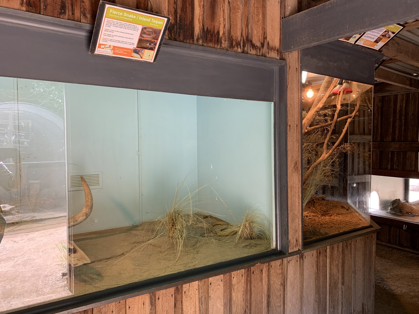Inland Taipan Exhibit