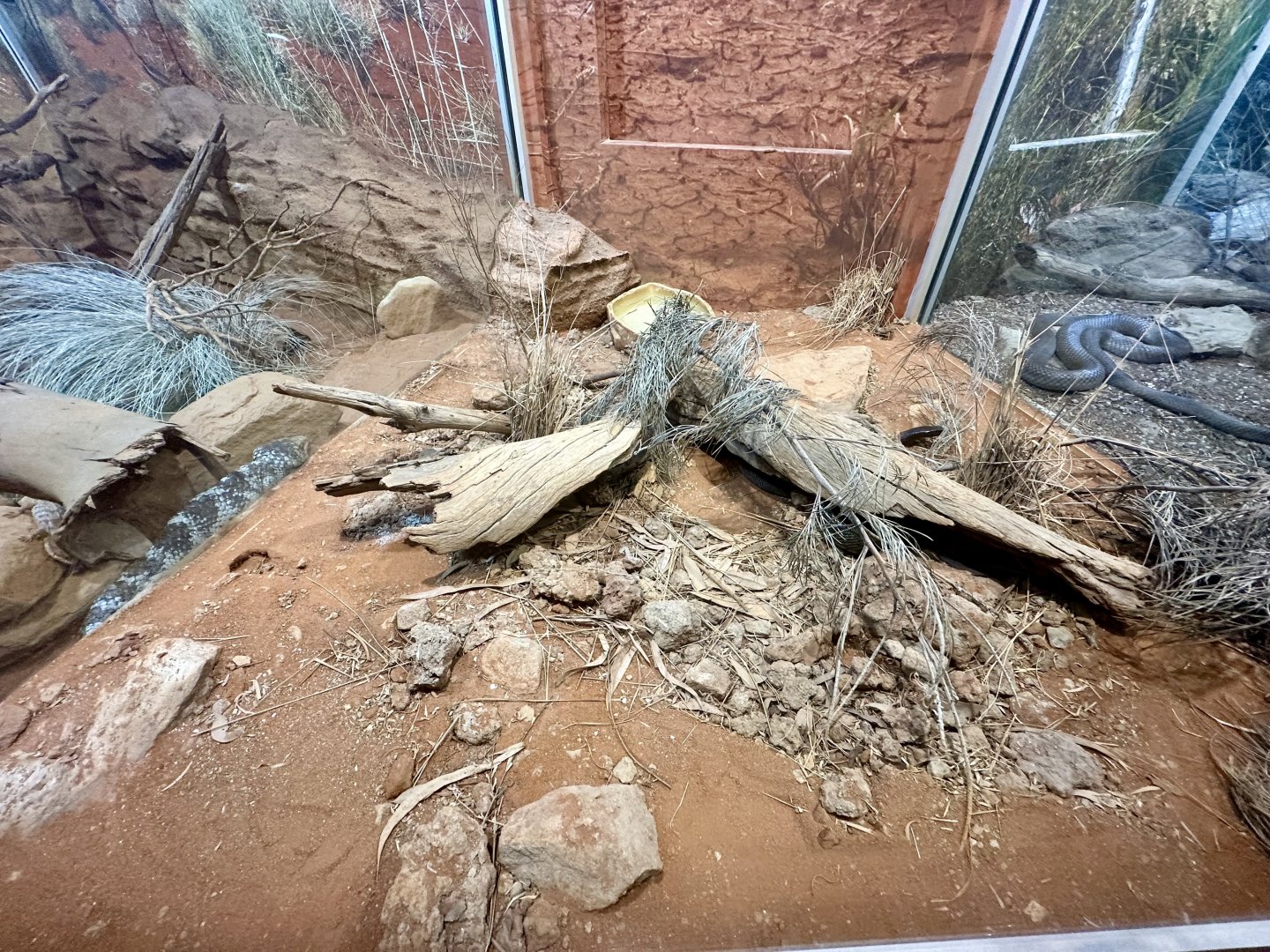 Inland Taipan Exhibit