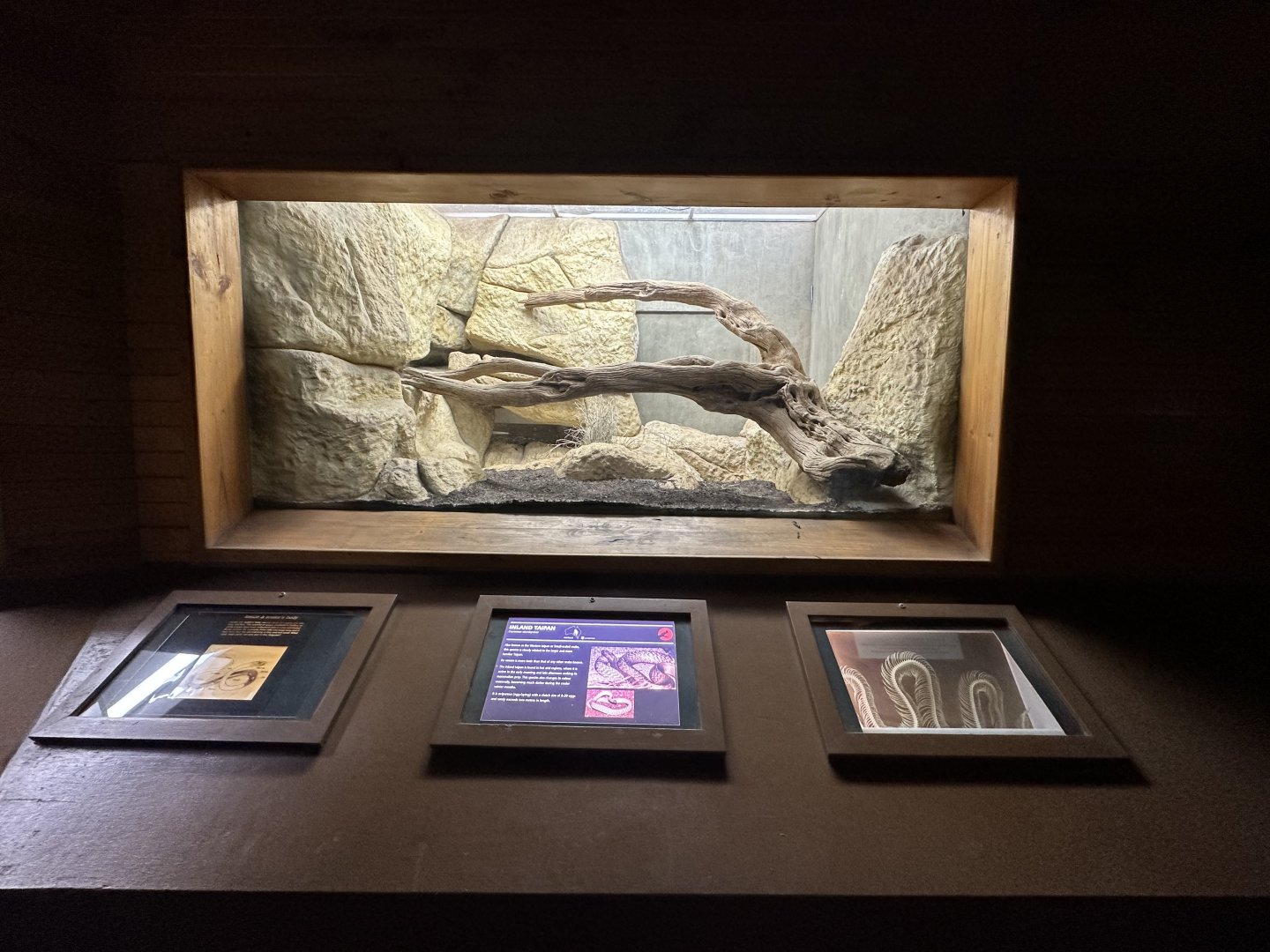 Inland taipan exhibit