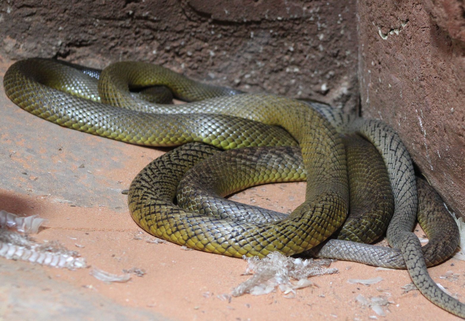Inland taipan / Fierce snake - Oxyuranus microlepidotus