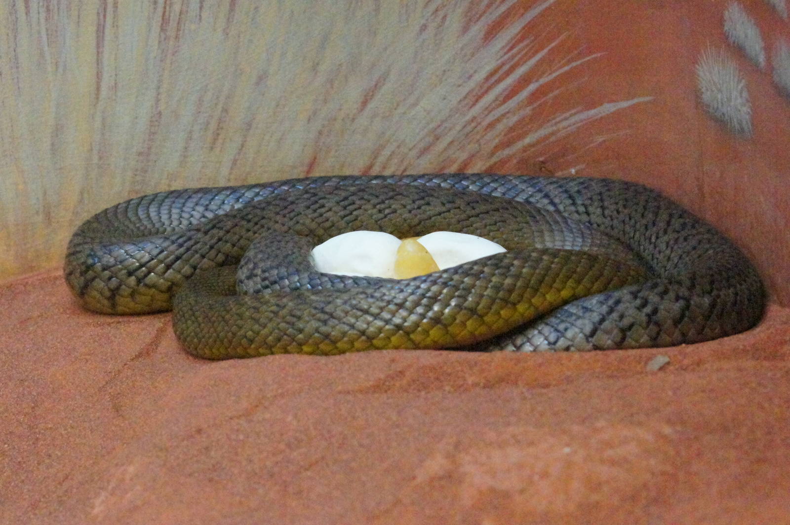 Inland taipan on eggs