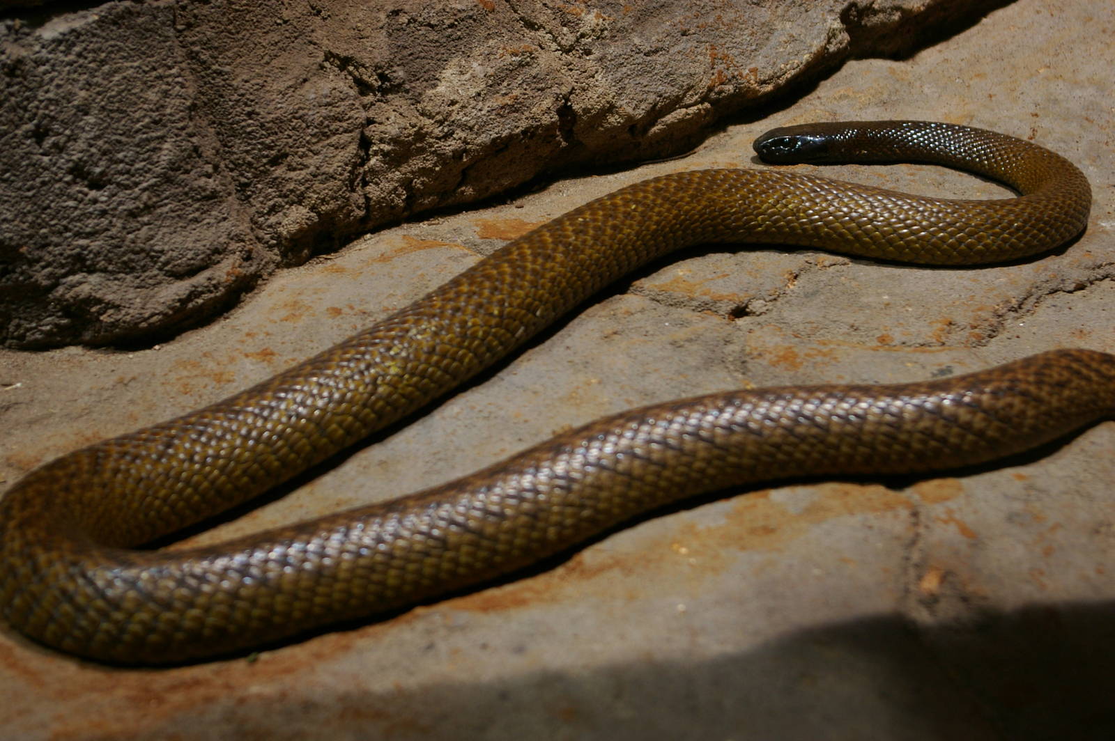 inland taipan or fierce snake (Oxyuranus microlepidotus)