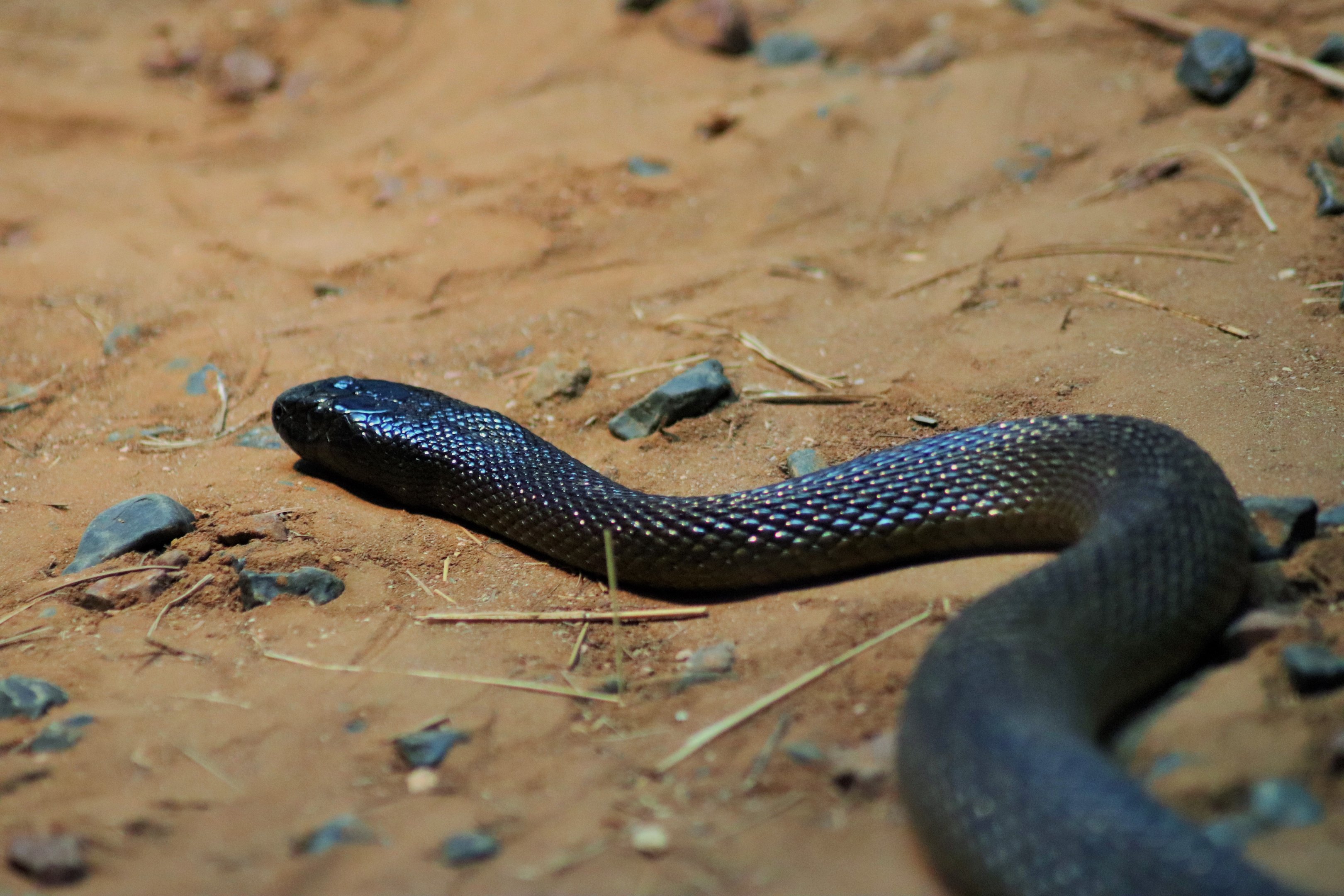 Inland Taipan (Oxyuranus microlepidotus)