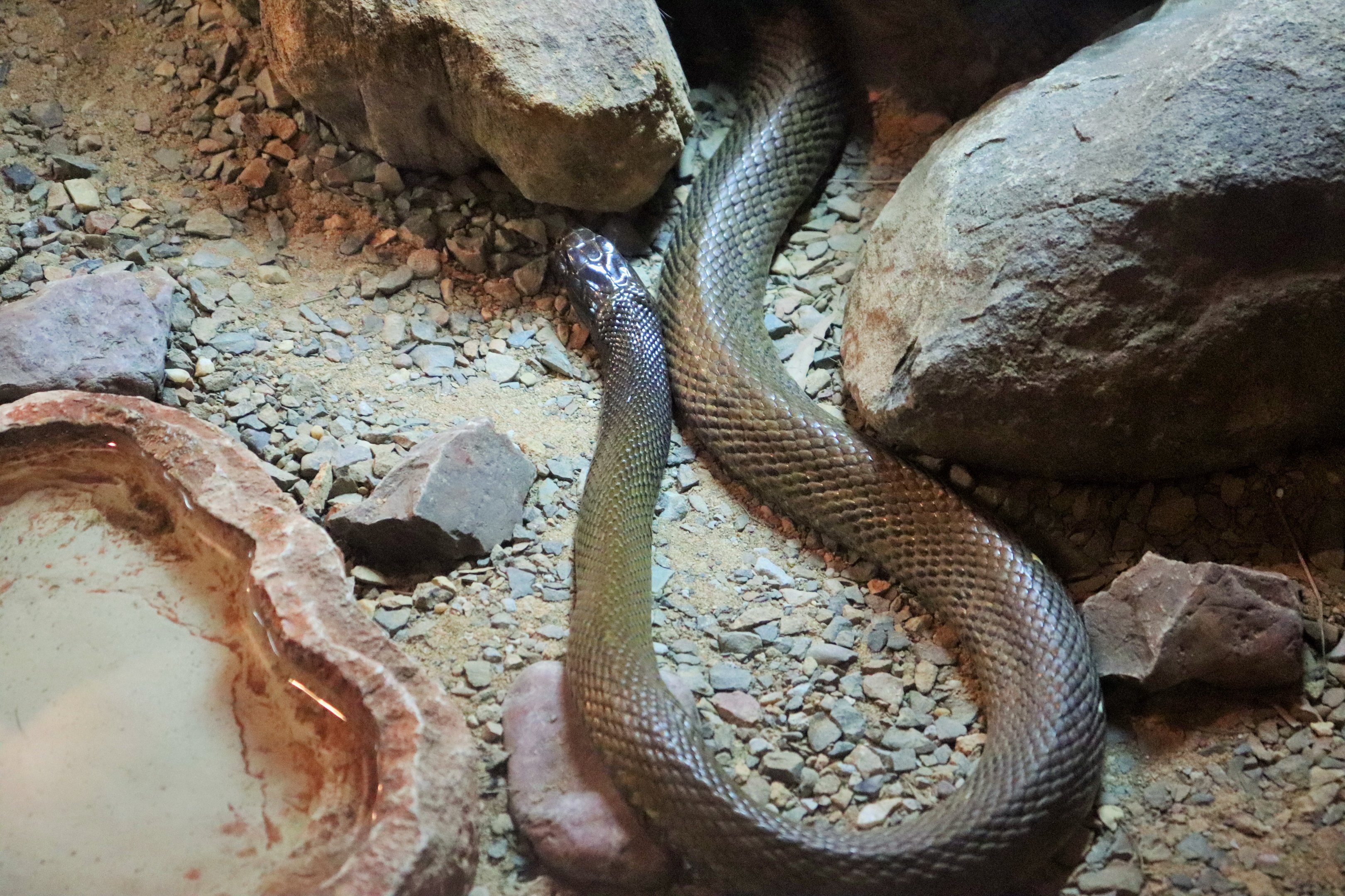 Inland Taipan (Oxyuranus microlepidotus)
