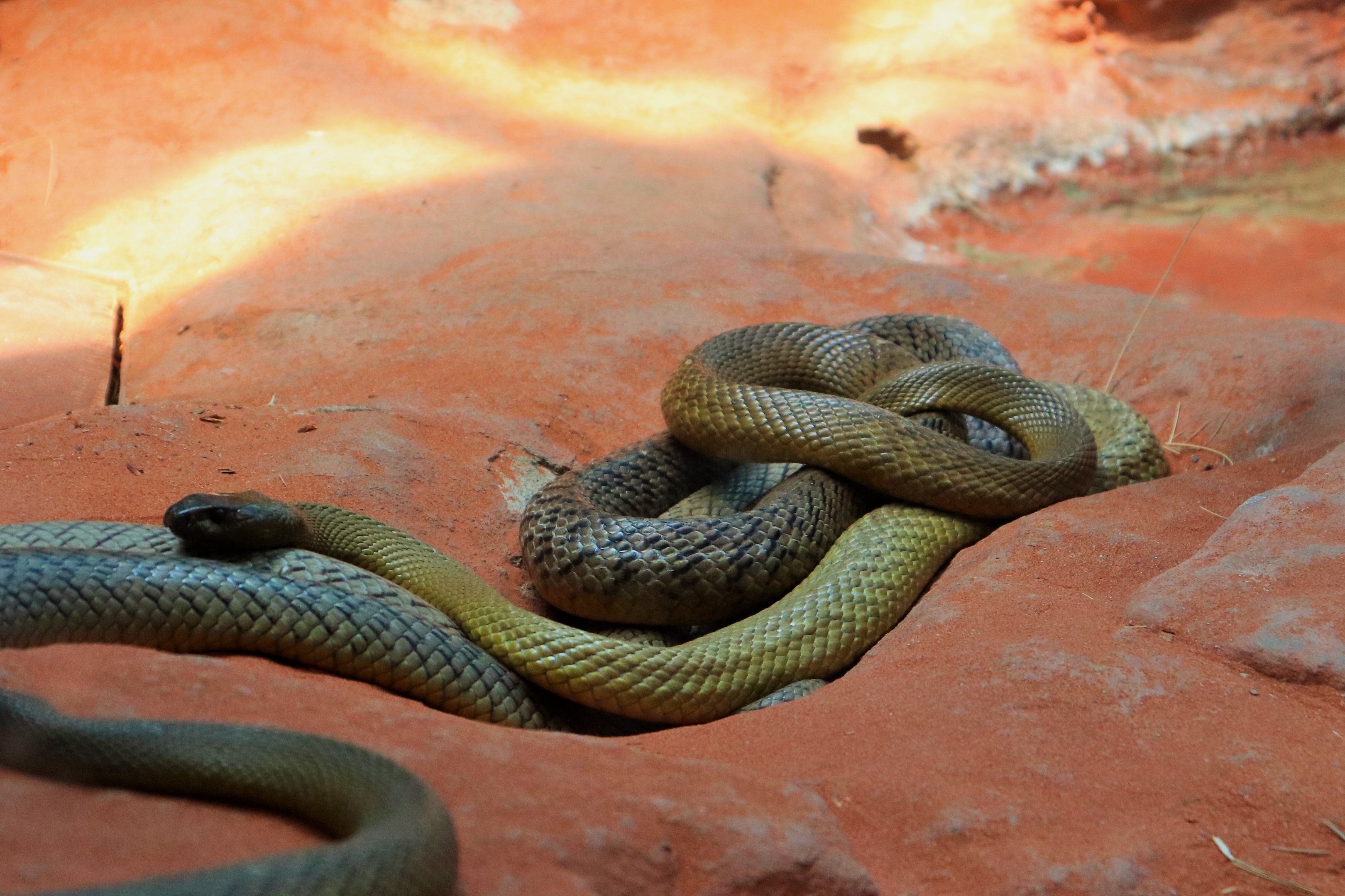 Inland Taipan (Oxyuranus microlepidotus)