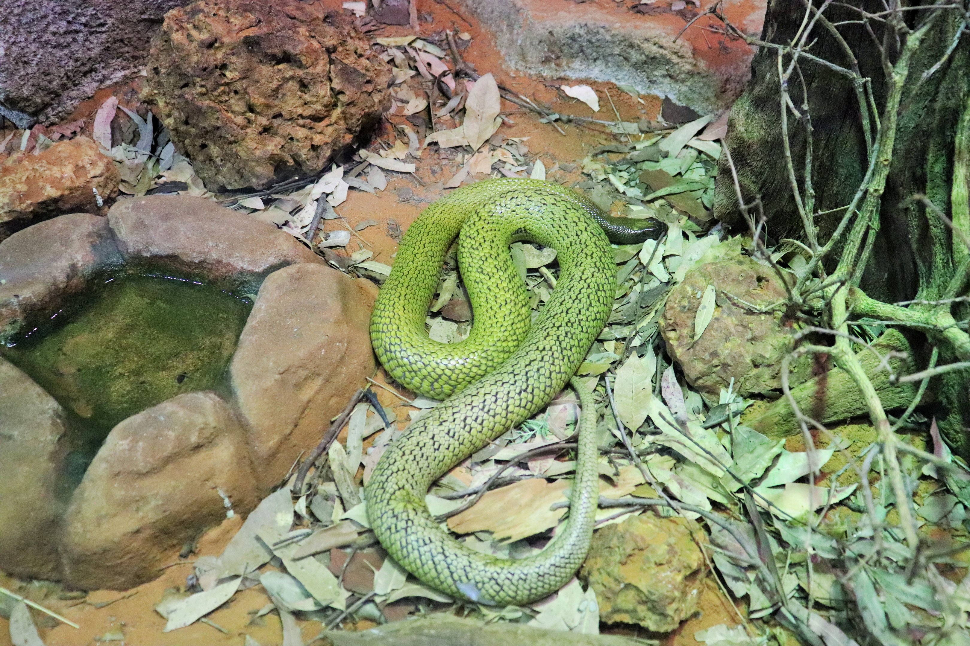 Inland Taipan (Oxyuranus microlepidotus)
