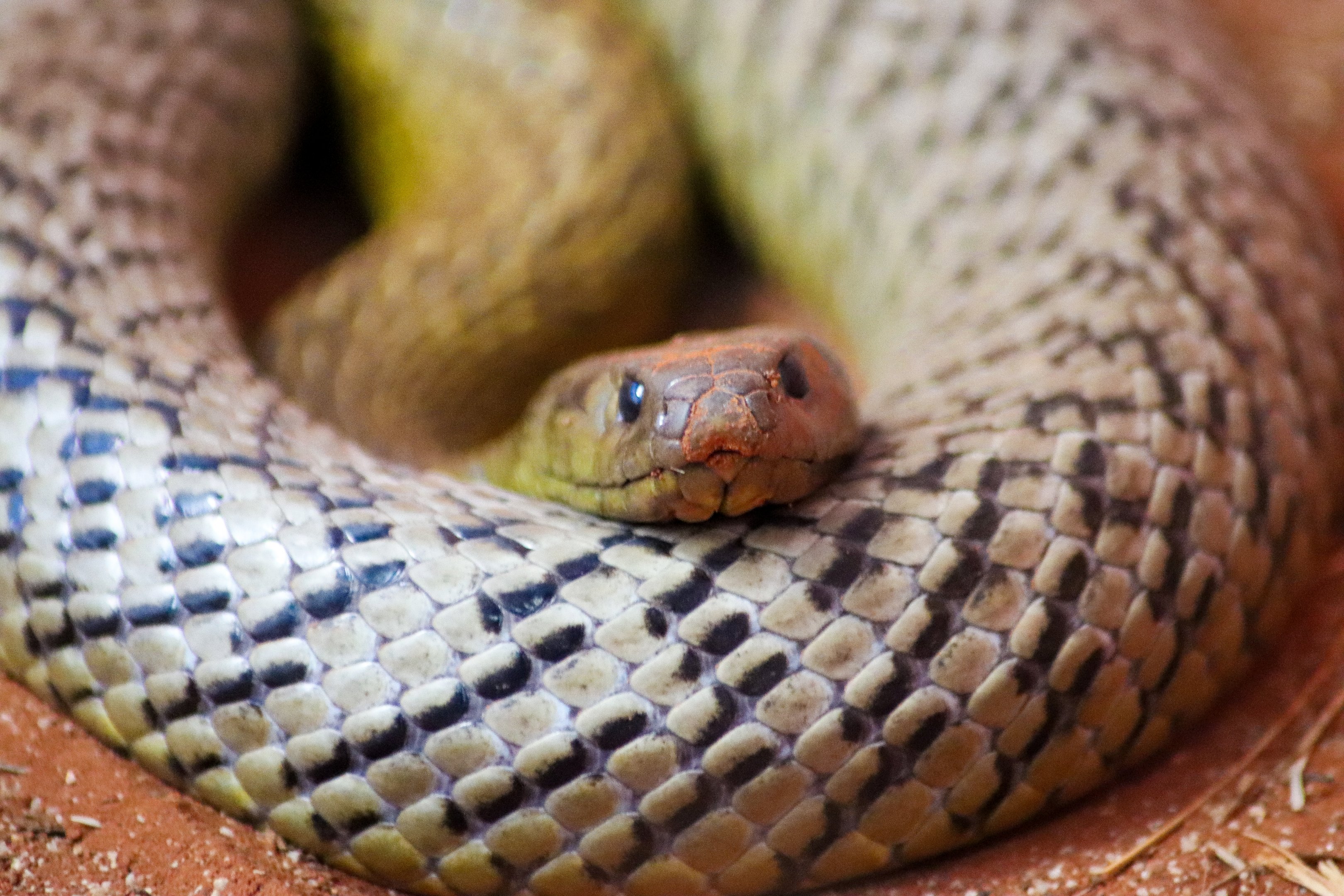 Inland Taipan (Oxyuranus microlepidotus)