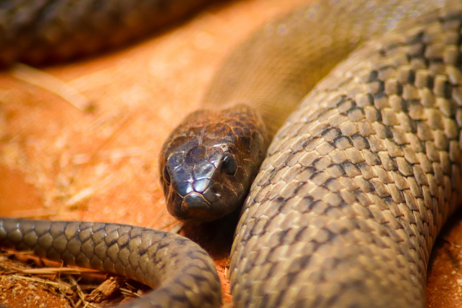Inland Taipan (Oxyuranus microlepidotus)