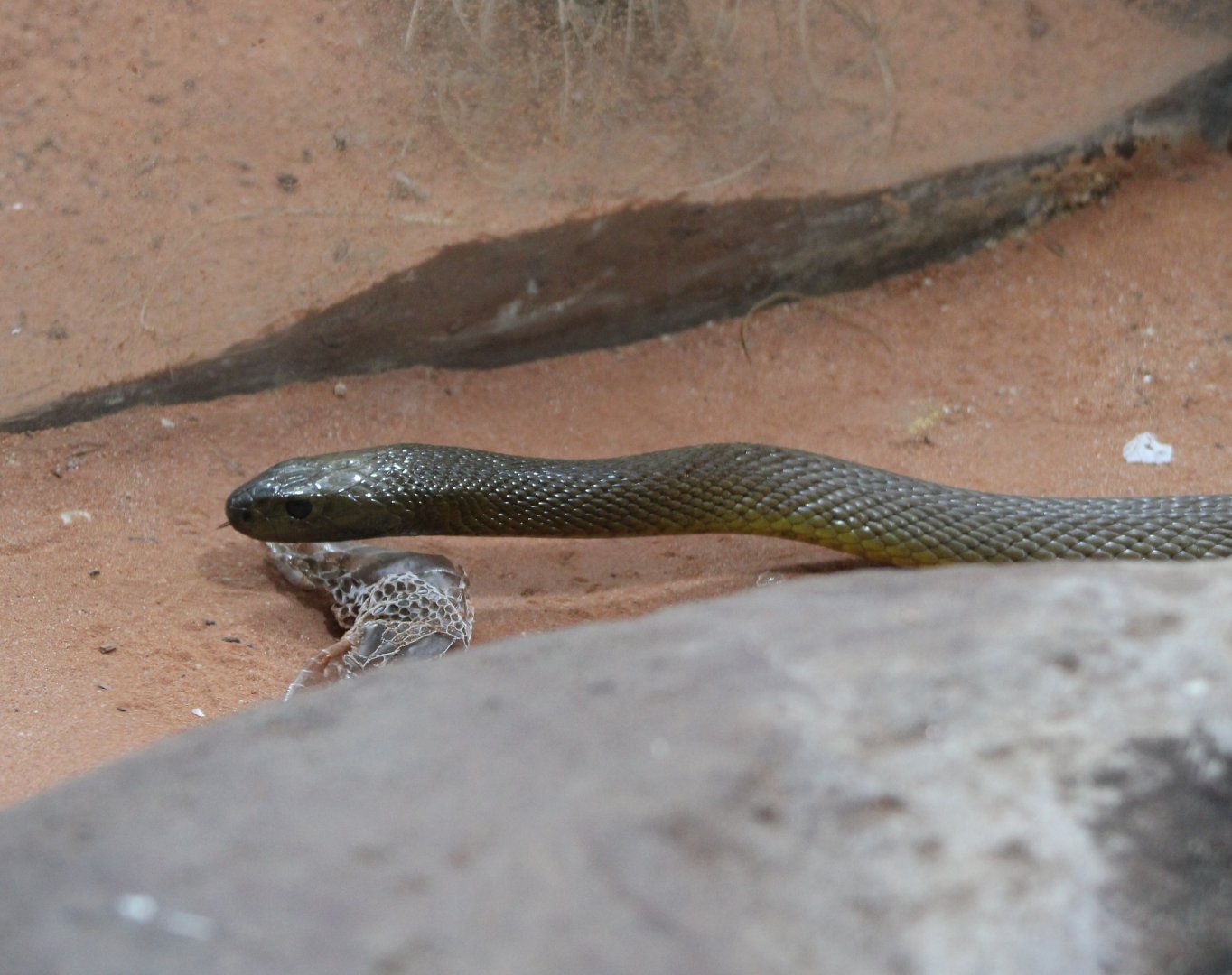 Inland taipan - Oxyuranus microlepidotus