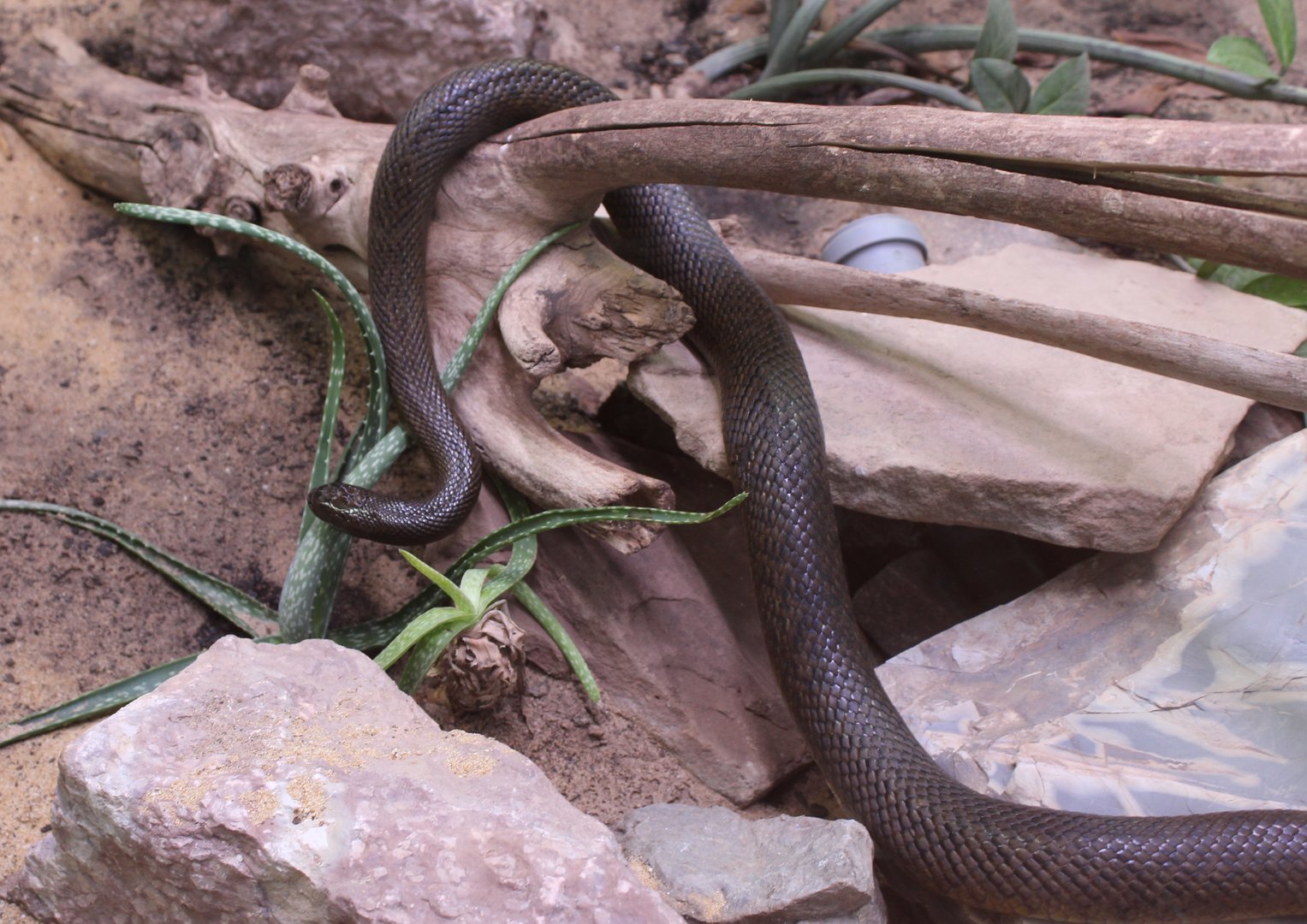 Inland taipan - Oxyuranus microlepidotus