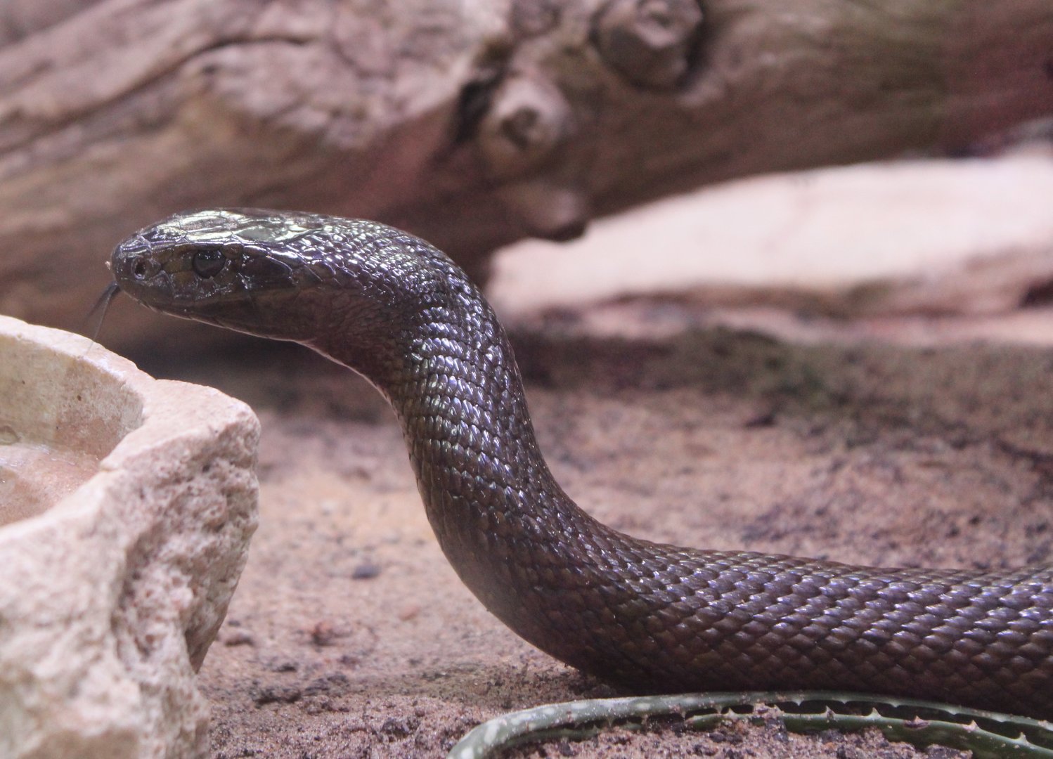 Inland taipan - Oxyuranus microlepidotus