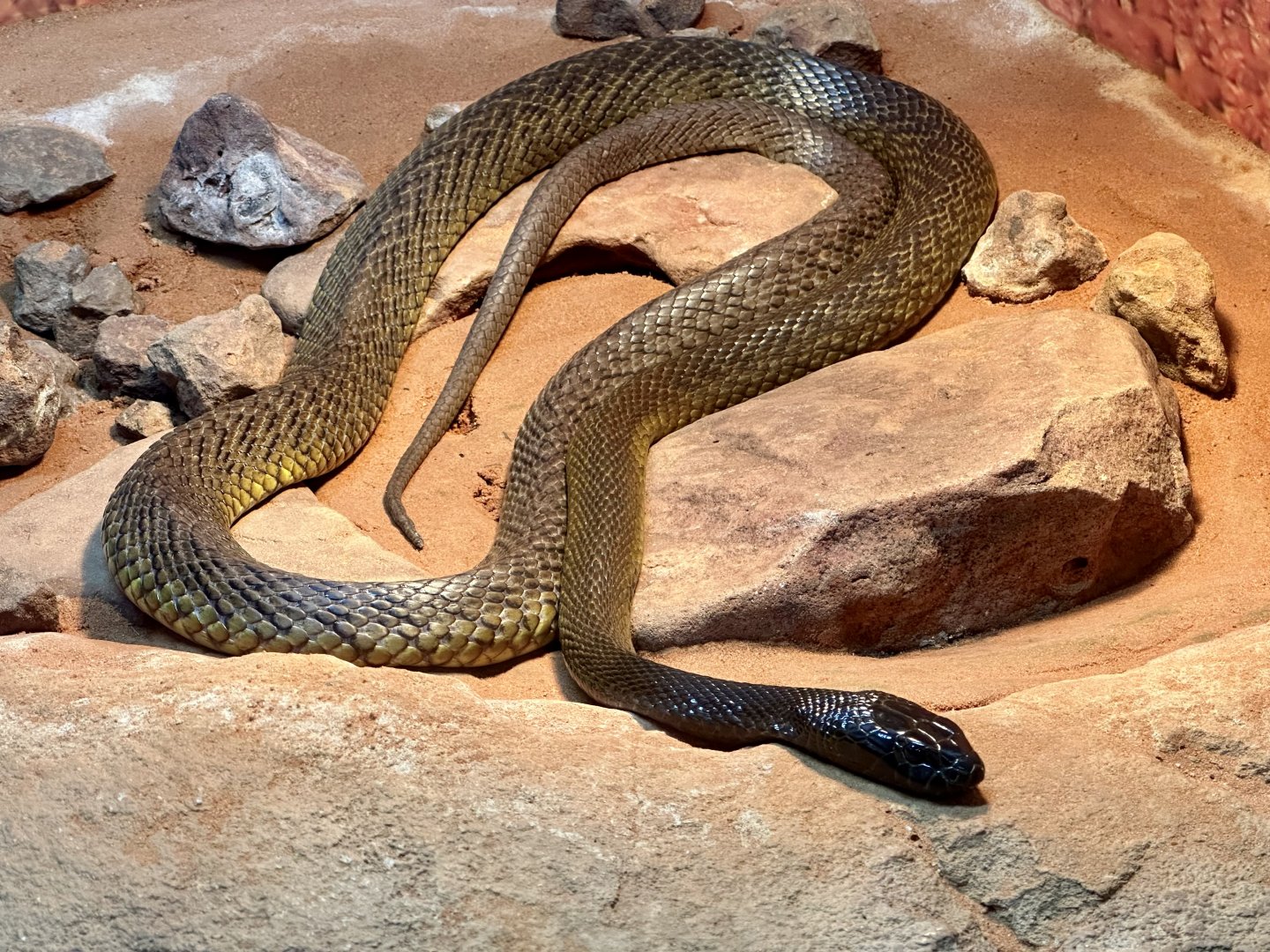 Inland taipan (Oxyuranus microlepidotus)