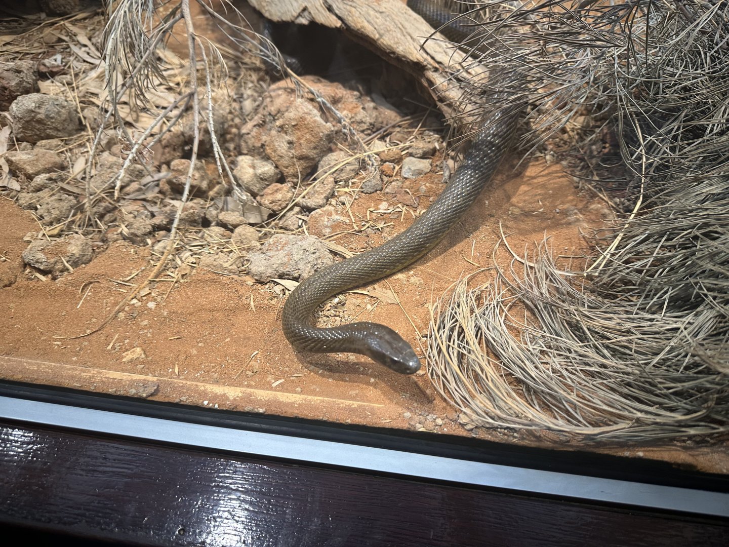 Inland taipan (Oxyuranus microlepidotus)