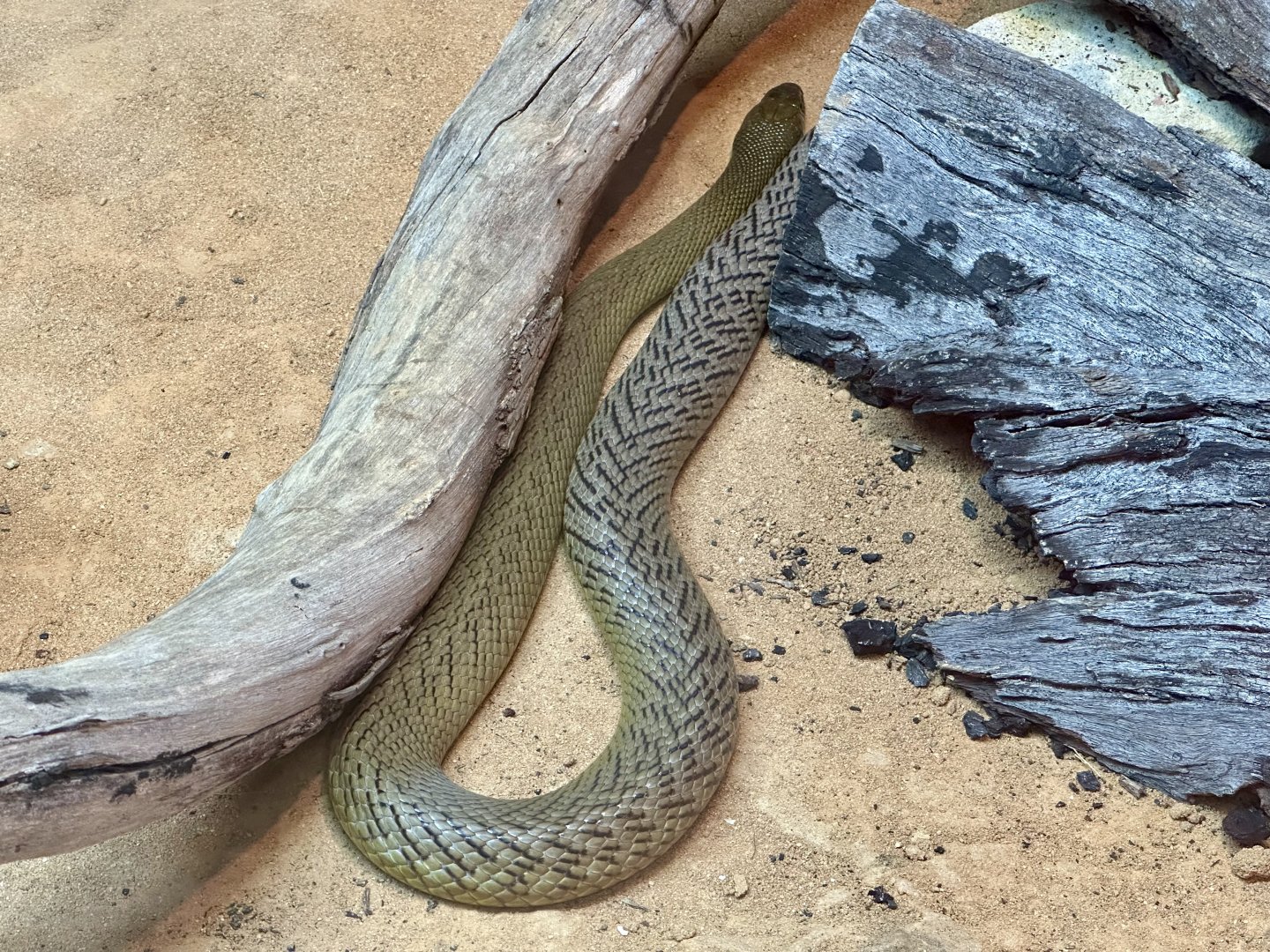 Inland taipan (Oxyuranus microlepidotus)