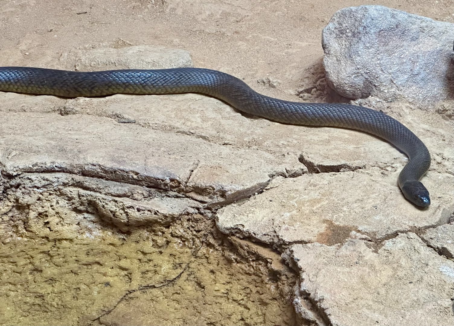 Inland taipan (Oxyuranus microlepidotus)