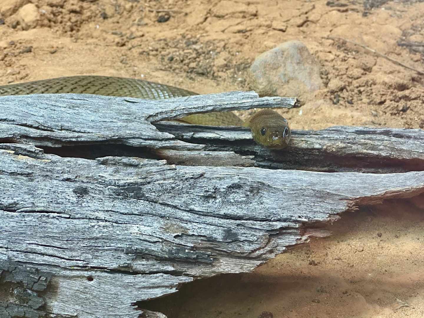 Inland taipan (Oxyuranus microlepidotus)
