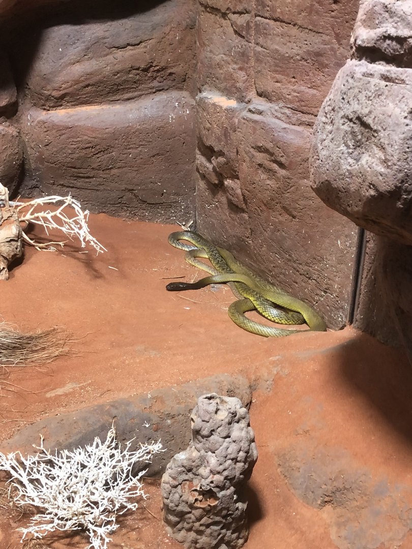 Inland Taipan (Oxyuranus microlepidotus)