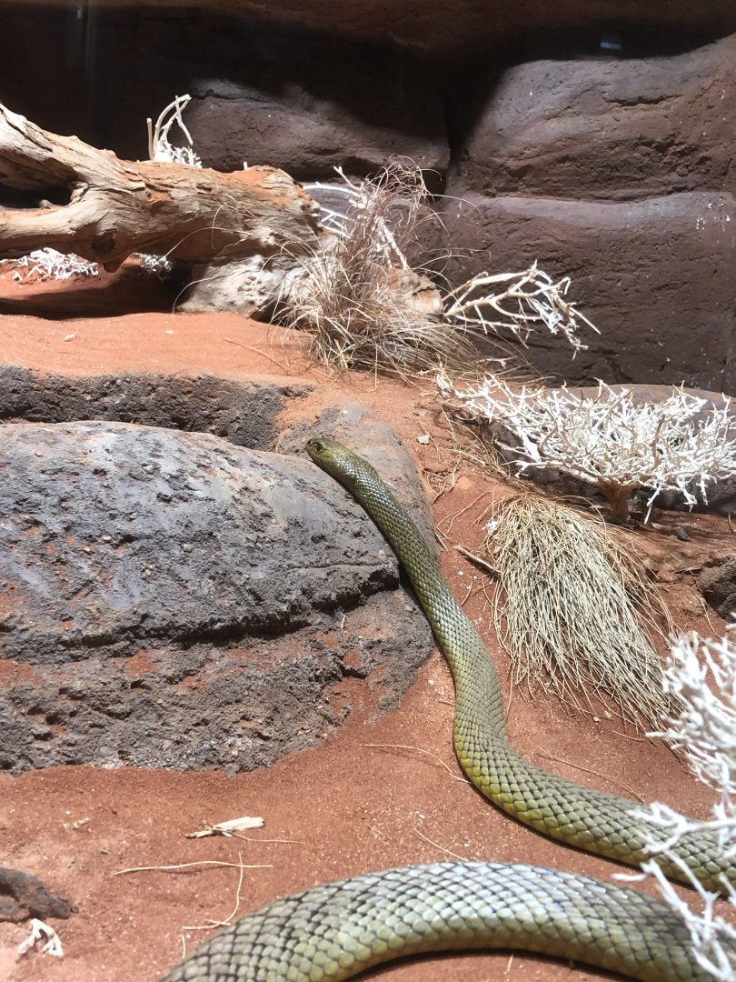 Inland Taipan (Oxyuranus microlepidotus)