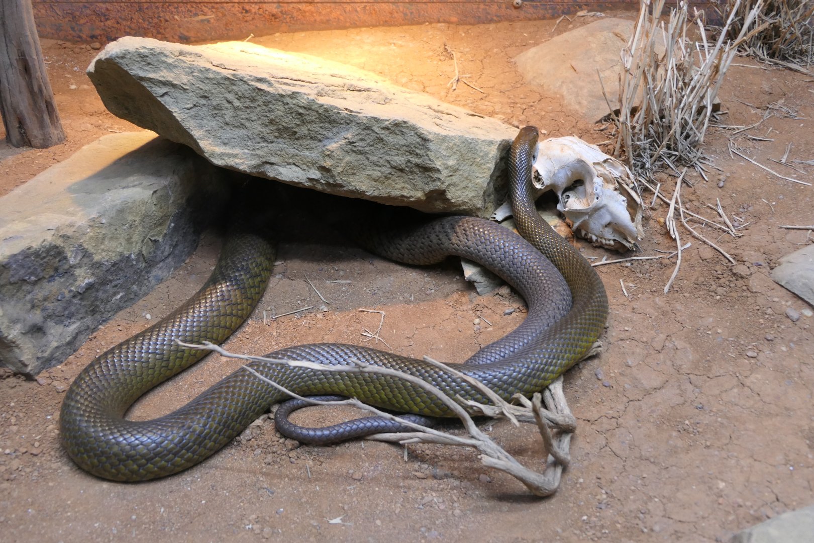Inland Taipan (Oxyuranus microlepidotus)