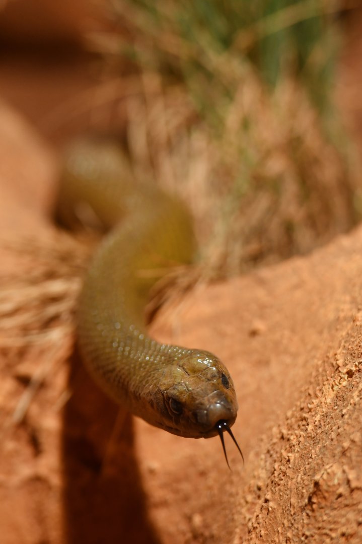 Inland taipan  Oxyuranus microlepidotus