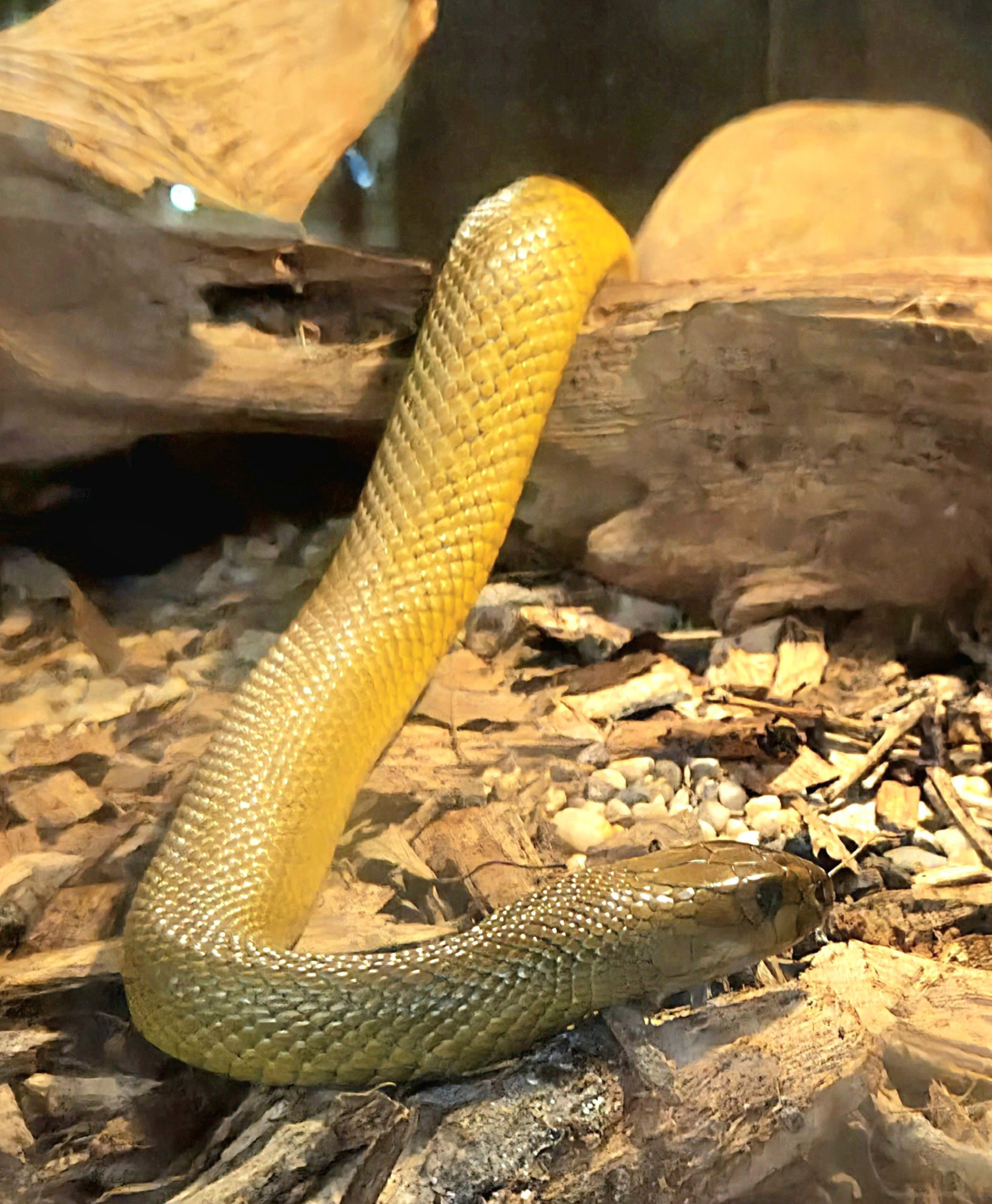 Inland Taipan-Reptile Gardens