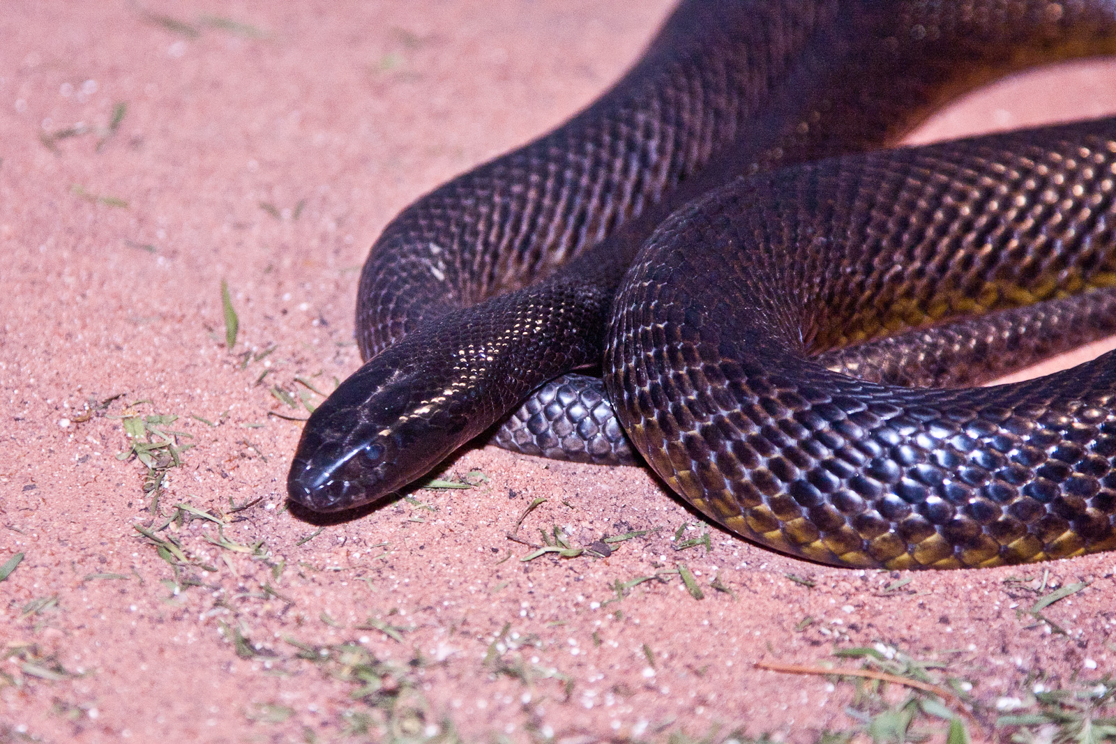 Inland Taipan, September 2011
