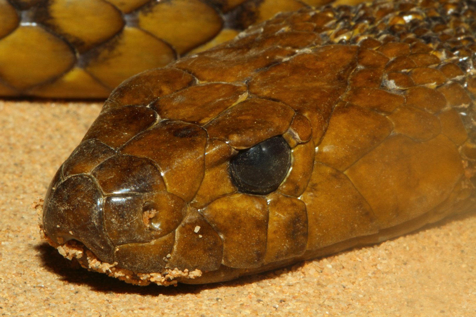 Inland Taipan, Snakes Downunder Jan 2016
