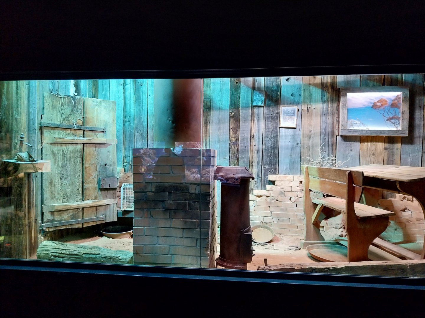 Inland taipan terrarium