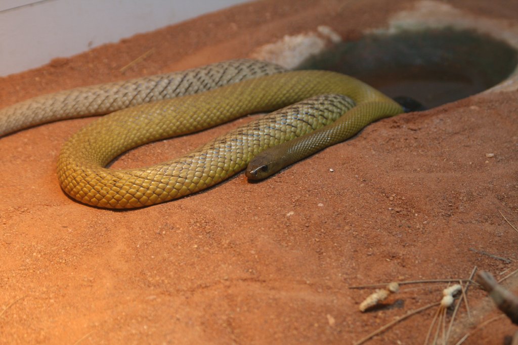 Inland Taipan