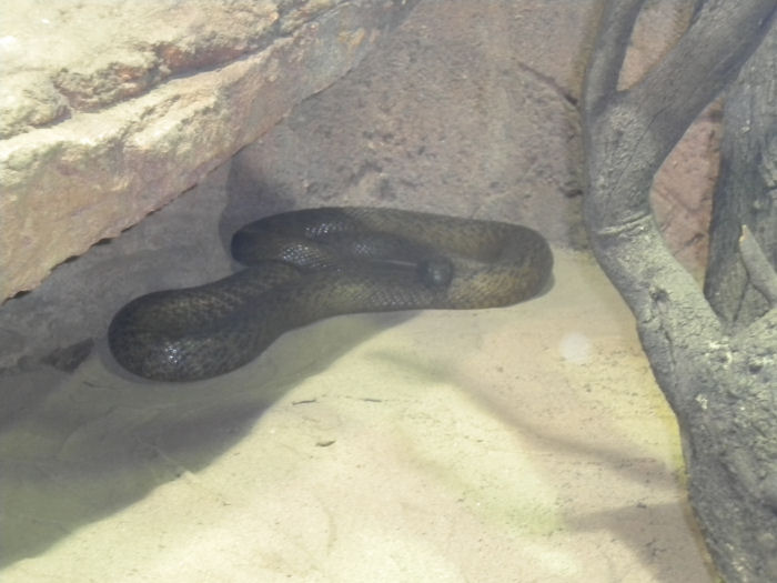 Inland Taipan