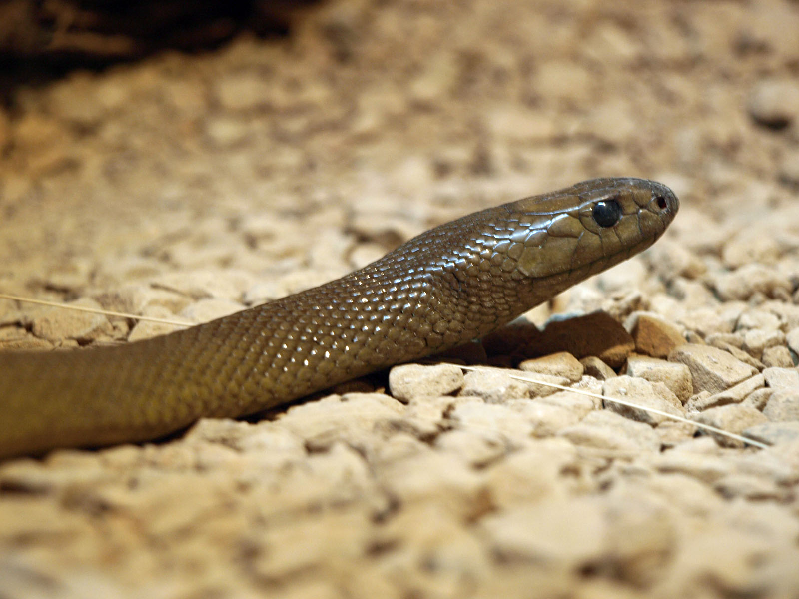 Inland taipan