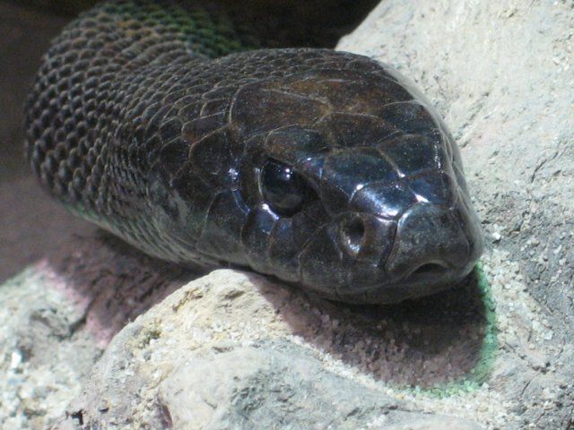 Inland Taipan