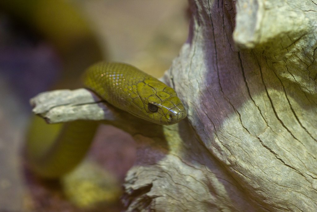 Inland Taipan
