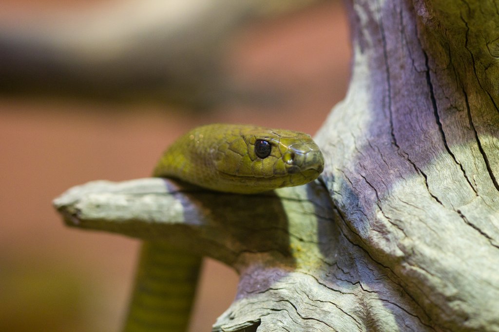 Inland Taipan