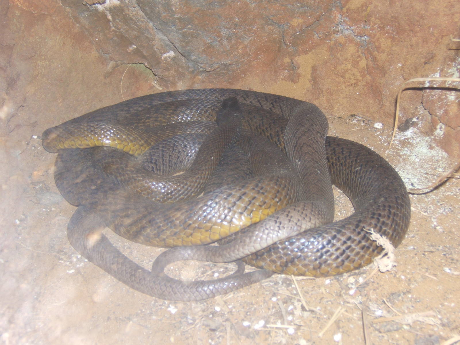 Inland Taipan